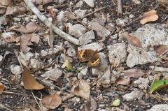 Junonia neildi varia