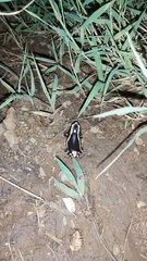 Phrynomantis bifasciatus