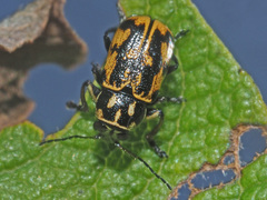 Pachybrachis sinuatus