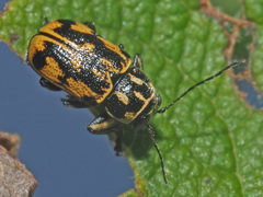 Pachybrachis sinuatus