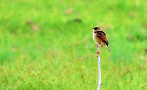 Pale-crowned Cisticola (Cisticola cinnamomeus), photo 7