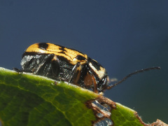 Pachybrachis sinuatus