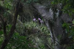 Laelia anceps