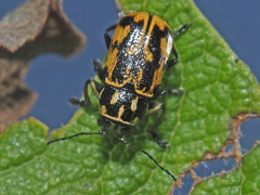 Pachybrachis sinuatus