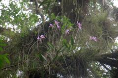 Laelia anceps