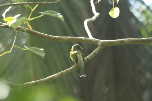 Grey-headed Bulbul (Microtarsus priocephalus), photo 5