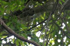 Oncostoma cinereigulare