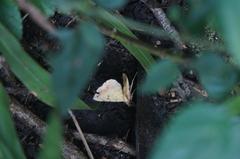 Hemeroplanis scopulepes