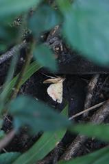 Hemeroplanis scopulepes