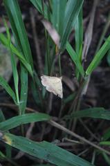 Hemeroplanis scopulepes