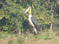 Leptoptilos javanicus