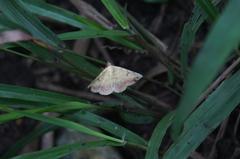 Hemeroplanis scopulepes