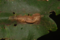 Phyllonorycter aeriferella