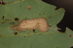 Phyllonorycter aeriferella