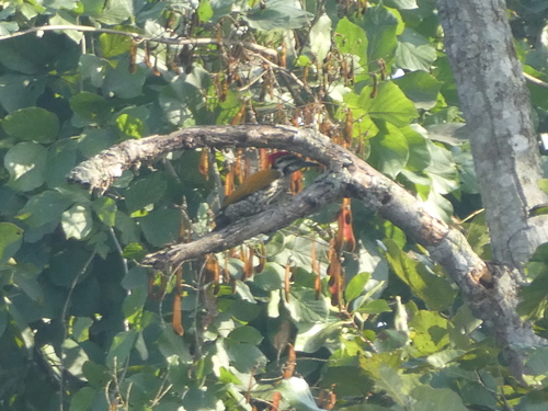 Himalayan Flameback (Dinopium shorii), photo 3