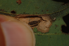 Phyllonorycter aeriferella