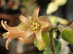 Cotyledon tomentosa