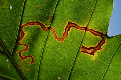 Stigmella nigriverticella