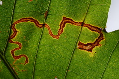 Stigmella nigriverticella