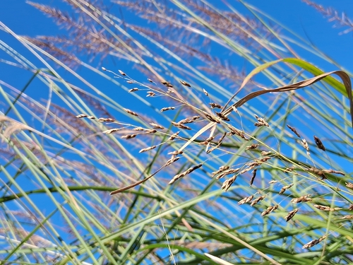 Sorghum nitidum observed 2025-11-24