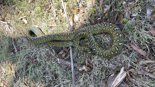 Diamond Python sighting