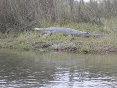 Gavialis gangeticus