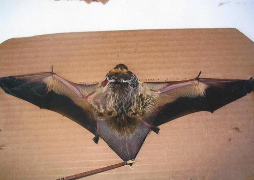 Lasiurus cinereus