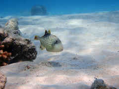 Pseudobalistes flavimarginatus