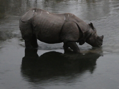 Rhinoceros unicornis