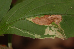 Liriomyza limopsis