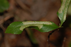 Phyllonorycter propinquinella