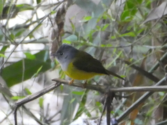 Culicicapa ceylonensis