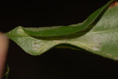 Phyllonorycter propinquinella