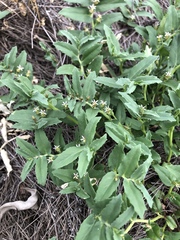 Lobelia concolor