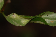Phyllonorycter propinquinella