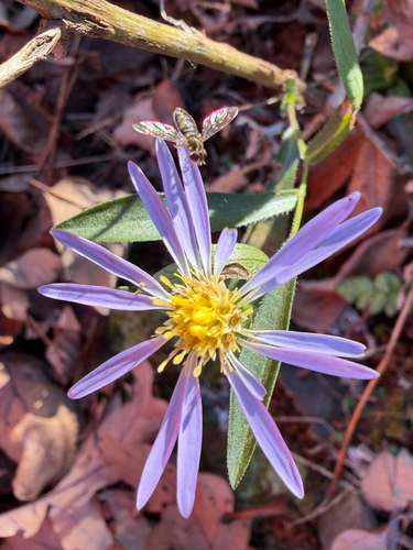Unknown species found near Twin Mountains Spur Trail, Siloam Springs, AR, US