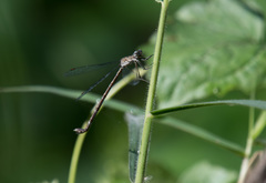 Lestes praemorsus decipiens