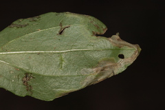 Liriomyza blechi