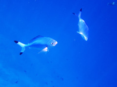 Caesio lunaris