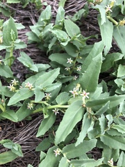 Lobelia concolor