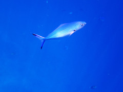 Caesio varilineata