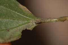 Liriomyza blechi