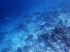 Elagatis bipinnulata