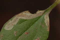 Liriomyza blechi