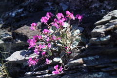 Gueldenstaedtia monophylla