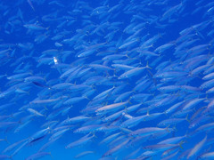 Decapterus macarellus