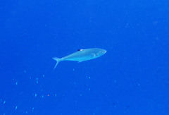 Scomberoides