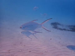 Trachinotus baillonii