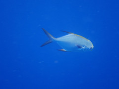Trachinotus blochii