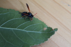 Hypodynerus vespiformis